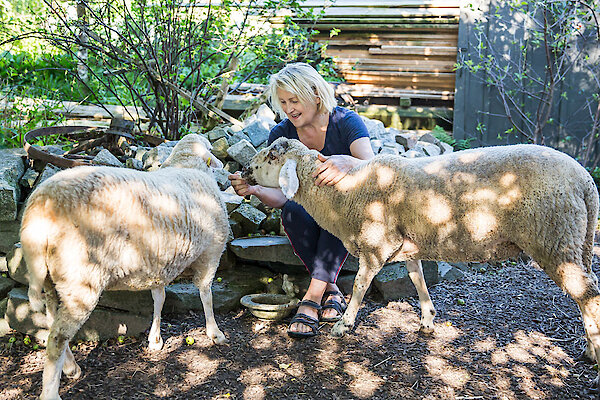 Schafe auf dem Endlhof